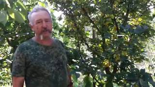Кизил Янтарный и Нежный