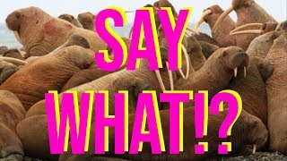 Homosexuality In Animals You Didn't Know About - Gay Mammals In The Animal Kingdom