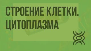 Строение клетки. Цитоплазма. Клеточный центр. Рибосомы. Видеоурок по биологии 10 класс