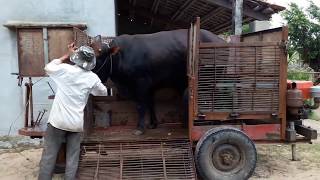 Bred Cows Spanish and VietNam- phối giống bò lai Tây Ban Nha vs VietNam