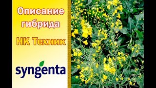 Озимый Рапс НК Техник ?, описание гибрида ? - семена в Украине