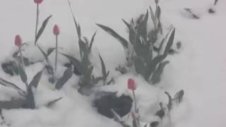 Снег весной/Тюльпаны в снегу/Апрельский снег/Украина