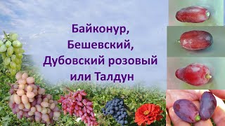 Какой виноград посадить в 2020, Талдун или Дубовский розовый