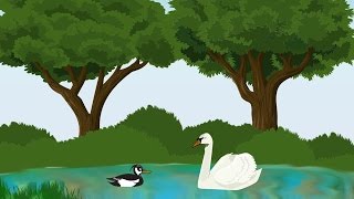 Птицы. Развивающие мультики. Энциклопедия для детей