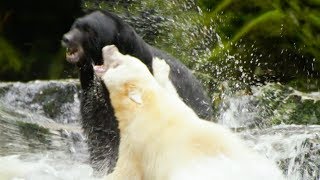 White Mother Bear Fights Against Bigger Male For Territory | Natural World: Ghost Bear | BBC Earth