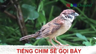 Tiếng chim Sẻ gọi bầy 2020 | TIẾNG CHIM SẺ GỌI ĐÀN CỰC HAY | VN24Tv Channel