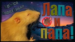 Крыс Лапа на папе, или вот такие дела!  (Fancy Rats | Декоративные Крысы)