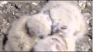 Alessondra's OKC Great Horned Owl Cam Awesome closeup of owlets 9:00pm 2-27-2014