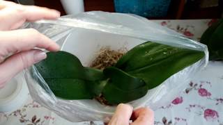 Реанимация орхидеи,  гидрогель и мох / Как нарастить корни