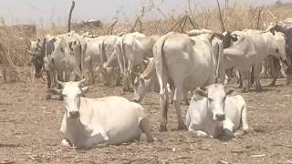 تحديات إنتاج الثروة الحيوانية بالنيل الآبيض - السودان