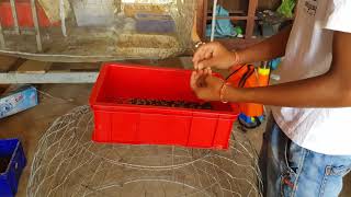 Black Soldier Fly in POU MAO FARM  CAMBODIA part 1