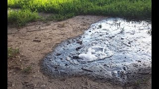 СЕРЕБРО ПОПЕРЛО ИЗ ПОД ЗЕМЛИ. КОП В СТАРИННОМ ЛЕСУ