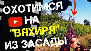 Охота на Вяхиря из посадки в засаде. Охота на Кубани 2018