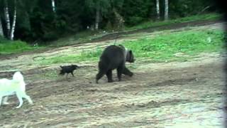 Ягд и лайка - Ник и Буча-притравка по мишке