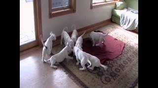 DOGO ARGENTINO PUPPIES
