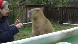Cutest Capybara Being Adorable in the Pool かわいいカピバラは、プールで遊ぶ