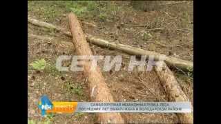 Самая большая за последние годы незаконная рубка леса обнаружена в Володарском районе