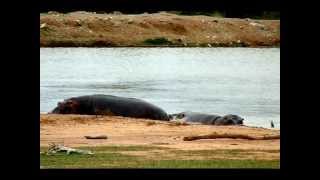 Rhino vs hippo extended version