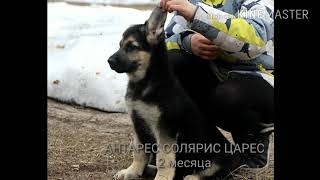 Щенок Восточноевропейской овчарки питомник "АНТАРЕС СОЛЯРИС"