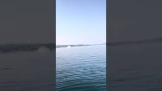 Watch this incredible footage of orca pod hunting seal near Oak Bay