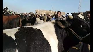 اسعار سوق المواشي بسوق السبت باسنا يوم 9.2.2019 # قناه الحلوين
