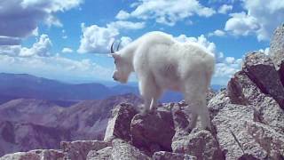 WHITE MOUNTAIN GOAT POSES ON SUMMIT OF MOUNT HARVARD !