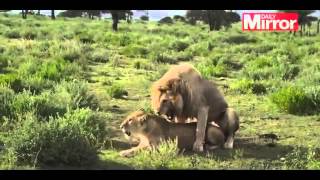 Брачные игры львов. Two Lions Loudly Mating In The Background Of Live Wildlife Show!!!