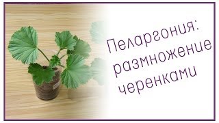 Пеларгония: размножение черенками
