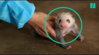 Grâce à la ruse de ses gardiens, cette maman panda a évité le pire avec ses jumeaux nouveau-nés