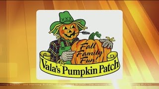 Vala's Pumpkin Patch