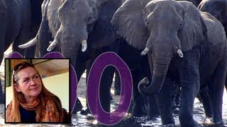 100 elephants are poached every day and a woman who helps stop it in Malawi