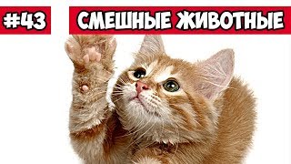Смешные животные - резвящийся котенок | Bazuzu Video ТОП подборка сентябрь 2017
