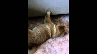 Грей, шлангом прикинулся :)