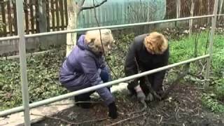 Как укрыть виноград на зиму