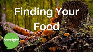"Finding Your Food" - practice English with Spotlight