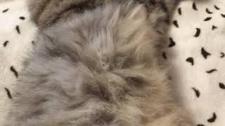 Мурчание кота