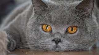 Уход за британским котенком(Как приучить котенка к лотку)