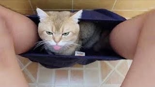 СМЕШНЫЕ ЖИВОТНЫЕ 2021 | 10 МИНУТ СМЕХА | ЛУЧШИЕ ПРИКОЛЫ С КОТАМИ | СМЕШНЫЕ СОБАКИ и КОШКИ 2021