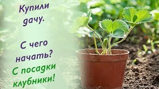 9.Клубника. Уникальный способ посадки клубники.