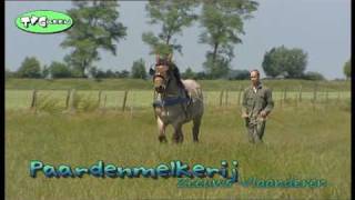Paardenmelkerij - Zeeuws Trekpaard - Nederlands Trekpaard