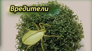 Вредители на мирте.  Как опознать и что делать?