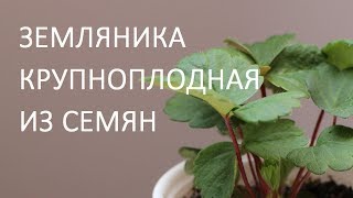 Земляника крупноплодная из семян: Елизавета, Тристар, Гигантелла