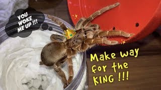 UNBOXING mean KING Baboon TARANTULA !!!