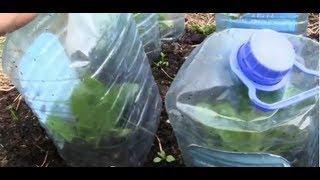 Protect young Vegetables from wildlife, wind and the Cold!