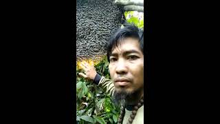 Bang Andi Pawang Lebah dari  Kendari Sulawesi Tenggara (khusus Profesional)