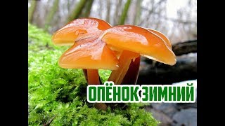 Где искать грибы зимой / Опенок зимний / Flammulina velutipes