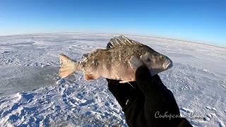Рыбалка На Окуня Оз.Чаны #МотоБуксАляска#Чаны#СибирскийСкиф#