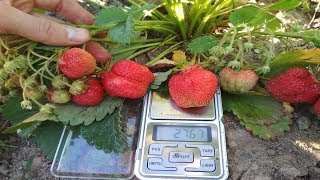 Сорт клубники Кипча. Выращивание клубники Кипча в Сибири.