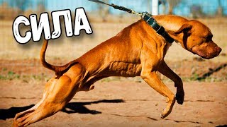 ПИТБУЛЬ НЕ САМАЯ СИЛЬНАЯ СОБАКА В БОЯХ