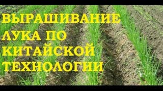 Выращивание лука китайским способом.